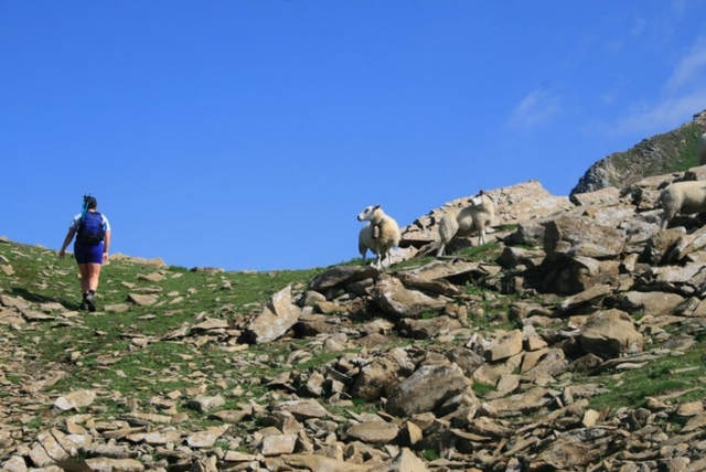  Camicrema de cerro en verano